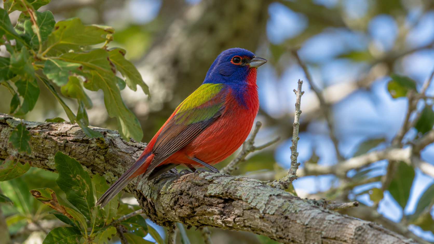 Colorful male Painted Bunting on an oak branch — red breast, blue head, green back